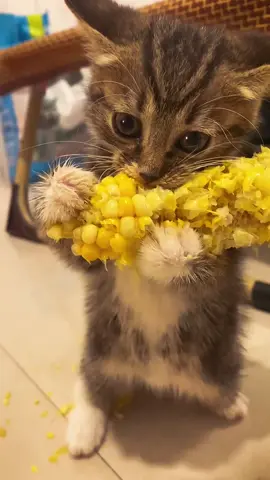Cat who loves corn #cat #catsoftiktok #funny #pet 