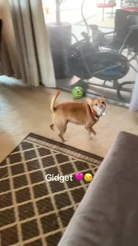 FACTS!! 🤘🏼😉🐶 #dogsoftiktok #chihuahua #chihuahuastiktok #amazon #dogmom 