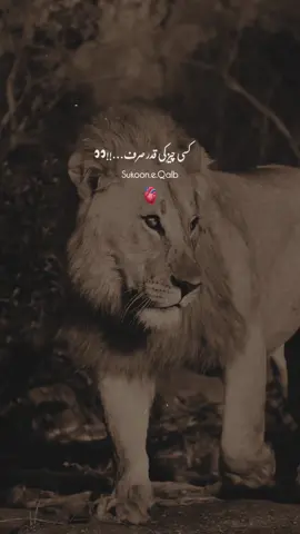 Insan Ke Fitraat Hai!!❤️‍🩹🥺✨ #fyp #tiktok #viralvideos #foryou #foryoupageofficiall 