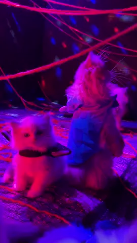 The kittens got to explore a Haunted House! Check out our latest YT video on @Pearlsragdolls to see all the other spooky rooms