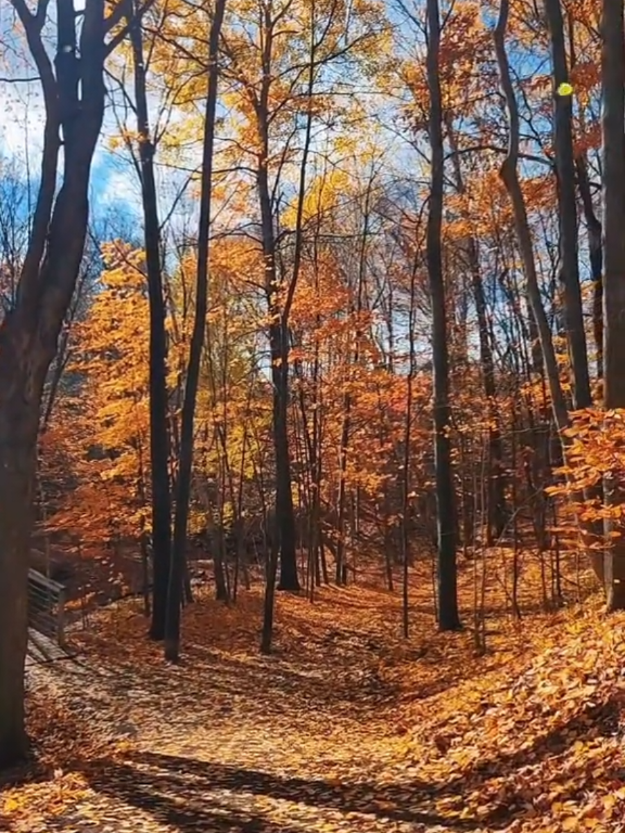 Coeur de lion 🧡 Avec paroles #Coeurdelion #outoufils1er #pourtoiii #musiqueavecparole #CapCut 