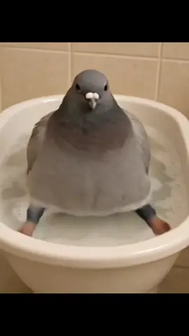Tuff beatbox pigeon. #pigeon #beatbox #fyp #viral  Credit: @bluelobstasigeon 