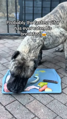 Probably the fastest vifor has ever eaten his breakfast 