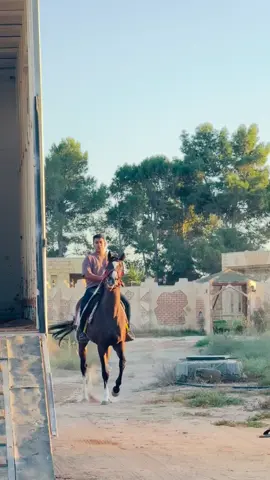 #ماشاءالله #خيل_وخياله 