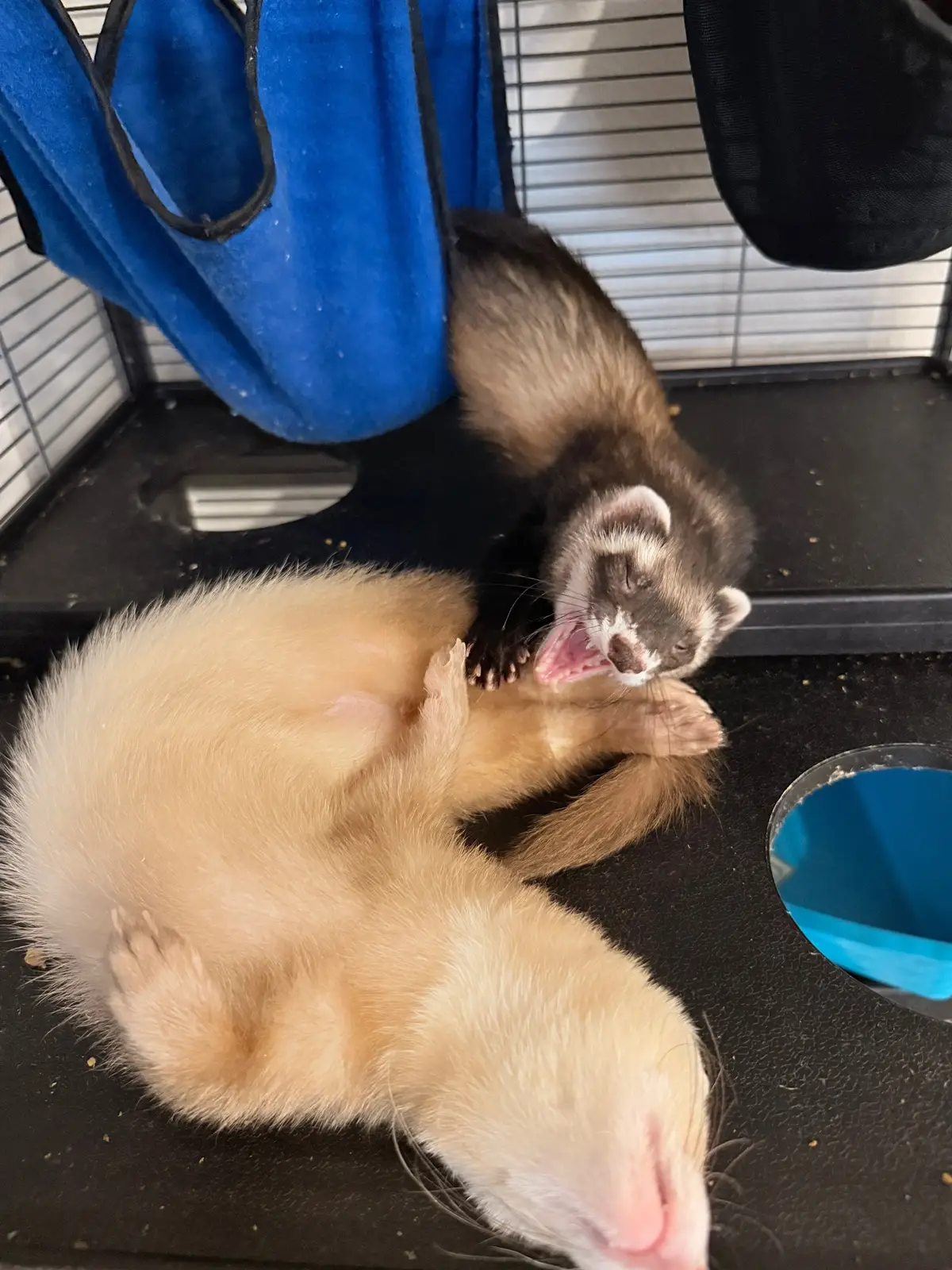 I can’t tell if he’s smiling on yawning, which one do you think? 😅😅  maybe he’s ready for a toothpaste commercial now 😂🦷  this “first smile” deserves its own photoshoot — I wasn’t prepared for this level of cuteness! #pet #ferret #fyp #viral #trending 