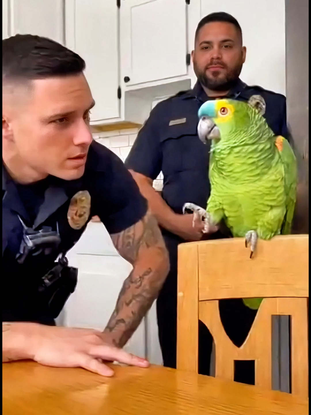 This Parrot Tried to Marry for a Visa #viral #ai #foryoupage #trending #parrot #funnyparrot #viralvideo #comedy #fyp #funnytiktok #viralshorts #tiktokviral #voiceover #sora2 #laugh #police #talkingparrot