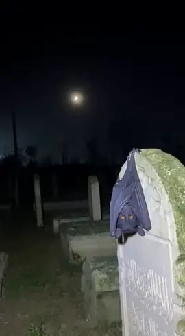 #اللہ ہو اکبر 😨