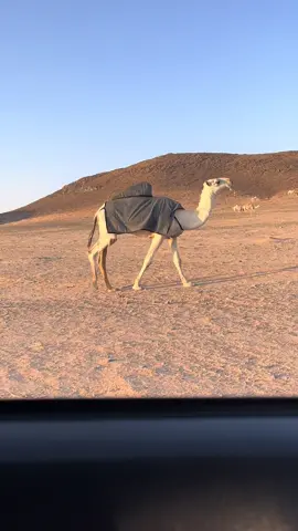 #اكسبلورexplore #حرش_العراقيب #اكسبلور #اكسبلور #اكسبلورexplore 