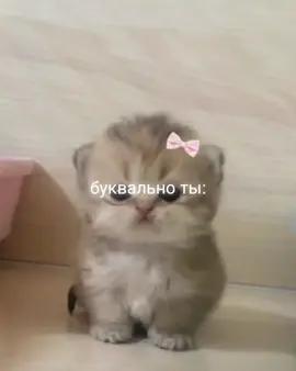 @йоу💤 #люблю #sms4love #repost #fyp 