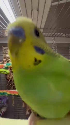 when the base gets bumpin bird is back 🦜 #fyp #parakeet #budgie #viral #blowup  