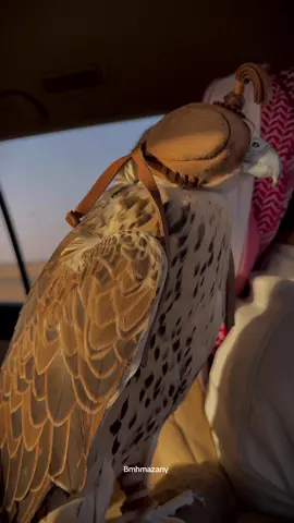 سلطان ❤️ #السعودية #حايل #fyp #explore #صقاقير_الخليج 