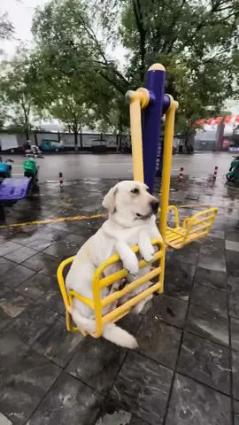 SOMEONE PLEASE TAKE THESE DOGS HOME #PetsOfTikTok #cutedogs #fyp #dogsoftiktok #trending 