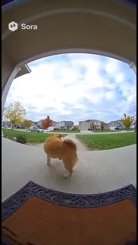 dog  #fyp #rec #sora #sora2 #сора #ии #нейросеть #recommendations #песик # #какашка 