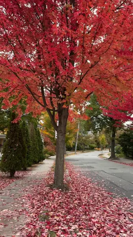 Brookline fall 🍂🐿️🍁 #fall #autumn #mycity #massachusetts #brookline 