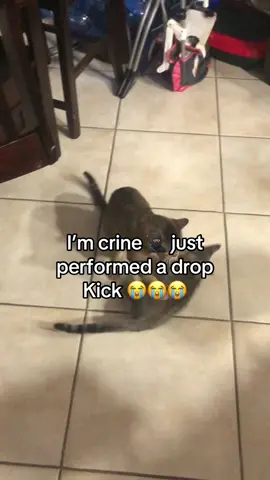 my cat loves to fight 24/7 😭😭#catsoftiktok #funnyvideo #funnycat #catvideo #fyp 