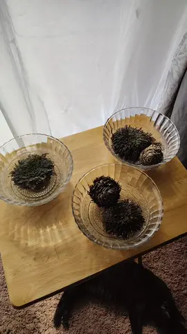 Rose of Jericho. I know this is actually elaginella lepidophylla (False Rose of Jericho. #roseofjericho #homecleansing #witchcraft 