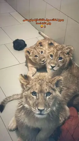 #عباراتكم_الفخمه📿📌 #🦁🦁🦁 #foryoupage 