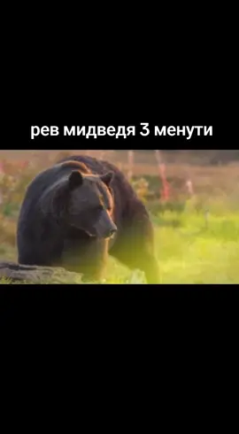 #мидведь #медведь #рев #