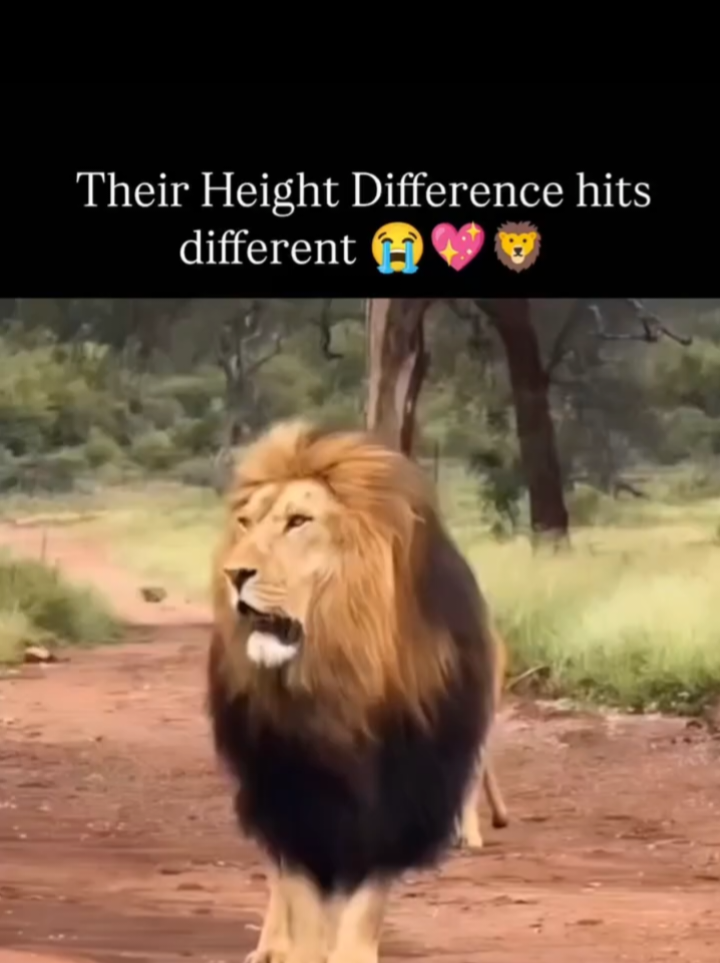 Their height difference hits different 😭 😂😆#ismail#for#foryou#foryoupage#new#tiktok#tiktokpakistan#trending#viral 
