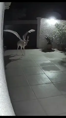 #fyp #follow #cctv  #strang #follow  CCTV_Archive