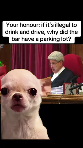 Follow for more memes like this 😂#CapCut #fyp #funnydog #dog #driving 