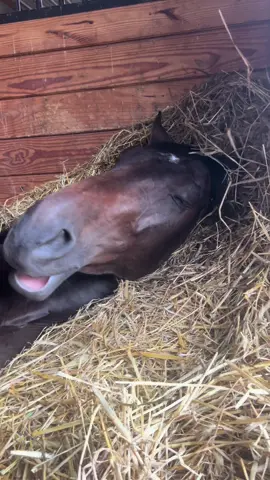 Nothing like a midday nap 🥰😴 #horse #grow #SelfCare #vibes #baby 