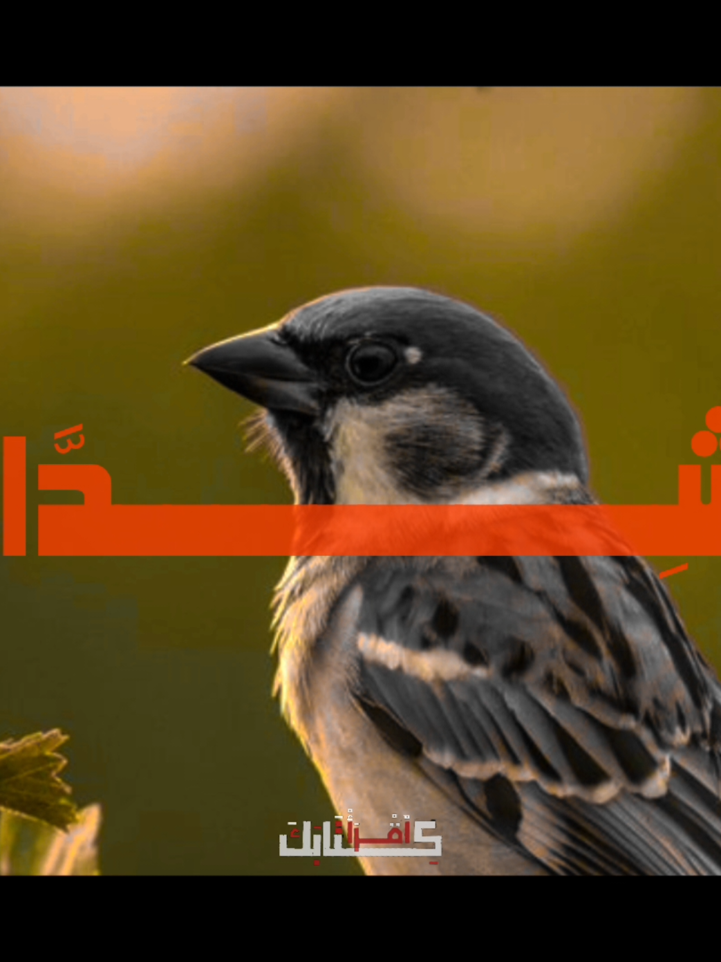 🦩| محمد رسول الله 🤎 .  .  .  #قران #quran #سيد_تقي_شكري  #محمد_رسول_الله #صلي_على_محمد 