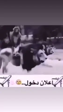 مايقهرني الا البنات الي يستاجرون استراحه يوم العيد و يسون زحمه على المسبح اخر شي تمسك الحديد و تطلع و تنزل كأنها شاهي لبتون 😅