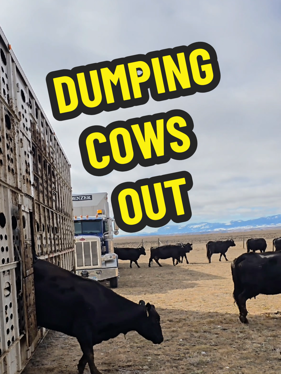 Dropping the cows off for fall pasture.  Speeding up the unloading by emptying the bottom decks while I wait.  #farm #cow #fall #ranch #truck 