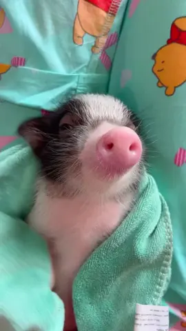 My sweetie pie 😳💖 #pig #pigs #pigsoftiktok #piglet #minipig Credit: 📷 I'm Simba