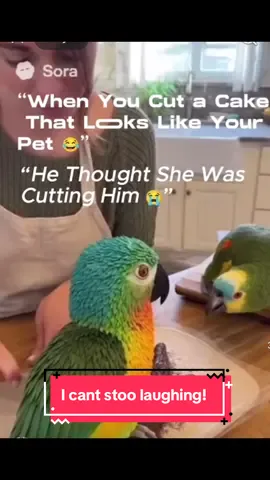 Poor baby he has me cracking up he thinks the cake is another bird hahah poor little fellow. His reaction is pri less anyone elses pets over dramatic!? #petstory #birdtok #fyfyp #group7 #funnytok 