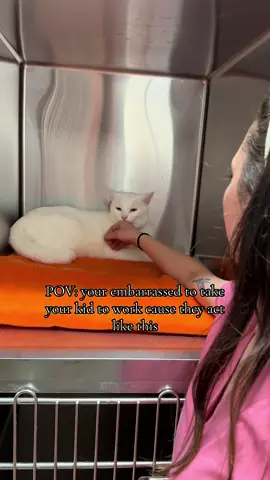 He will never bite down fully on me which is nice haha, I get so jumpy with cats after Toones who sent me to ER😭😂 #vetmed #vetnurse #catsoftiktok #cats #fyp 