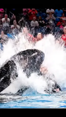 #viralvideos #jessica #orcakilljessica #dolphins #trendingvideo 