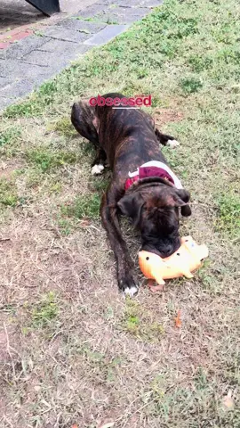 #obsessed #Love his piggie