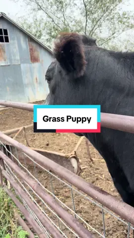 Our beef baby’s grow up to be so chill  - I love it! #beef #cow #cuteanimals #farmanimals #farmersmarket 