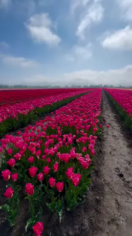 #🌷🌷🌷🌷🌷🌷🌷 #tulip #fffffffffffyyyyyyyyyyypppppppppp #foryour #لايك_متابعه_اكسبلور 