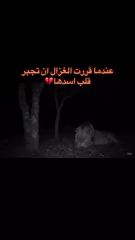 انا صياد صادتني غزاله💔🐆 #متابعه_ولايك_فضلا_وليس_امرآ  #شعرحزين #شعبي  #rohanda 
