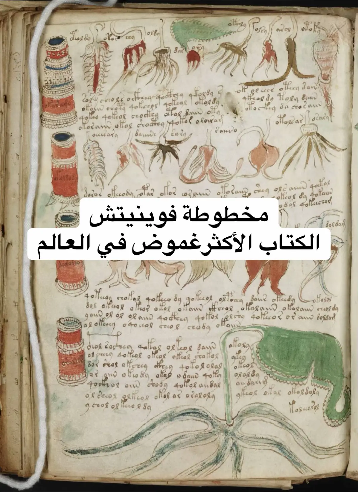 #explore #wow #fyp #السعودية_الكويت_مصر_العراق_لبنان #ليبيا_طرابلس_مصر_تونس_المغرب_الخليج 