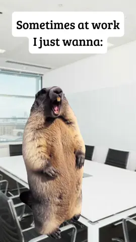 #Meme #MemeCut #fyp #jokes #viral_video