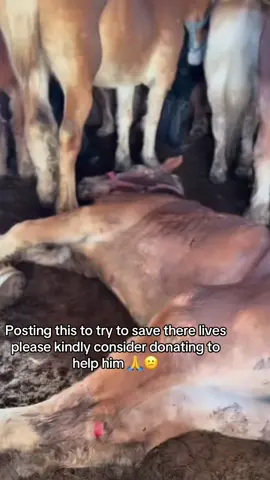 Posting this to try to save there lives please kindly consider donating to help him 🙏😕#HorsePlus #HorseRescue #HorseShelter #fyppppppppppppppppppppppp #foryoupage #horserescue 