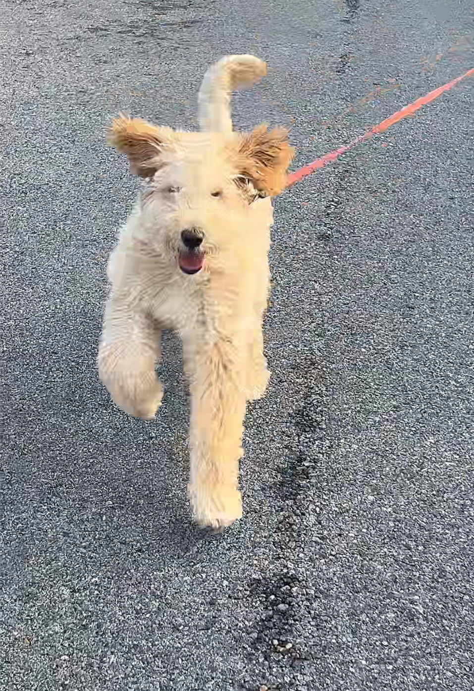 Cameo necesitaba un paseo 🐶🤍 #Vlog #goldendoodle #momlife 