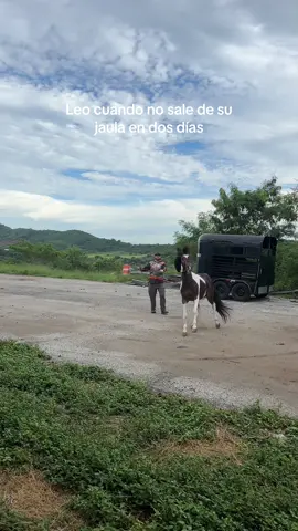 Leo se pone intenso cuando no sale de su jaula 🎠🌾🧚🏻 like his mother, le encanta salir  #horsetok #horse #horsetraining #ranchlife #horsemom 