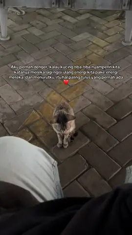 ❤️😸 #cats #catlover #Love #fyp #xybca 