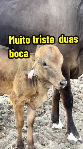 Bezerra com mal formação @Junior Vianna 