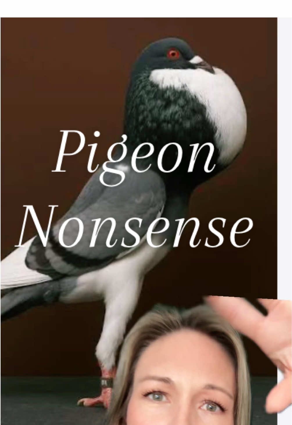 Replying to @NarcolepticFlyingFish Back on my bird nonsense #pigeons #fancypigeon #birds #birdsoftiktok #birdwatching 