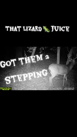 Last night , had another buck show up we havent seen before.  Its got to be there juice! 
