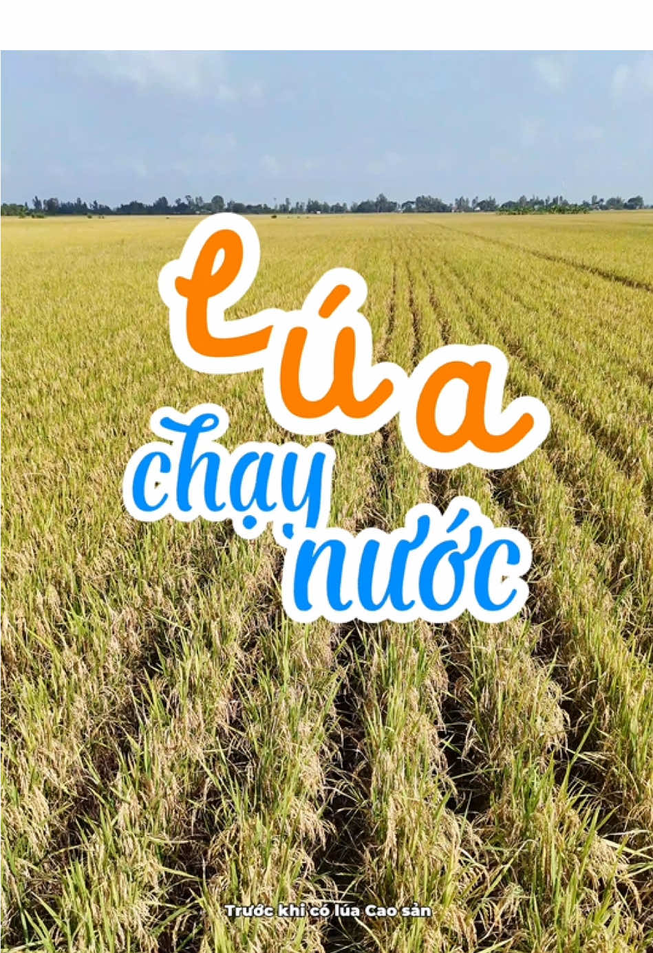 Trước khi có lúa cao sản  thì người Miền Tây trồng giống lúa gì?? #hungagrijapan #agrijapan #nongnghiep 