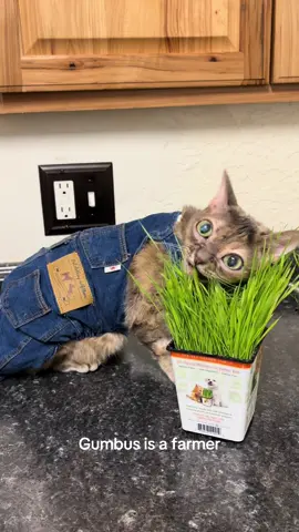 Gumbus is doing so much better today! 🥰 #cat #cutecat #rescuecat #tiktokcats #funnycat 