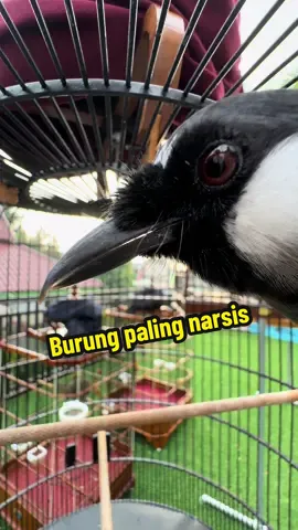 selamat hari minggu kawan kicau #poksayhongkong #cucakrowo #kicaumania 