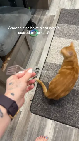 #orangecatbehavior #cats #orangecatsoftiktok #catslovers #cattok 